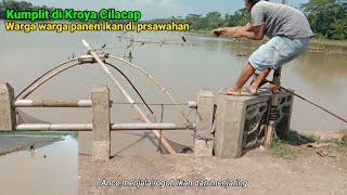 WARGA KROYA CILACAP PANEN IKAN NILA LIAR DI SAWAH DAN IRIGASI