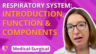 Respiratory System Introduction Function & Components - Medical-Surgical  @LevelUpRN