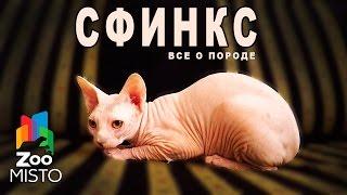 Сфинкс - Все о породе