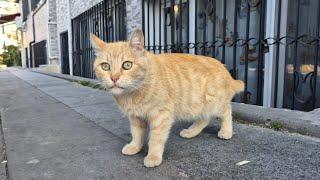 Yellow Street Cat is very cute even though it has a cut tail.