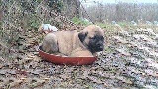 Poor Puppy Abandoned In The Forest Trying to Run After Owner But The Result He Got Heartbreaking