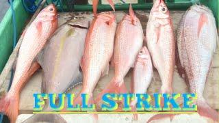 FULL STRIKE ‼️ MANCING DI MARKAS IKAN RUBY SNAPPER