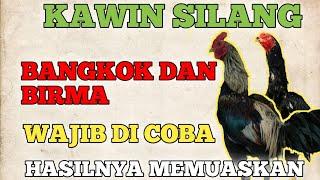 Bisa Di TiruTips Kawin silang Ayam bangkok x birma Hasilnya  gak bakal mengecewakan