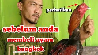 tips memilih ayam bangkok bagi pemula