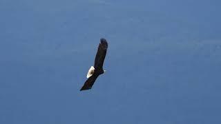 Bald eagle and herons in 14-speed slow motion