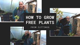 How To Grow Free Plants from Cuttings