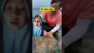 Ini Apa??kok ada puding hidup