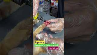 Update of cat with big cut on foot #cat #vet #welfare