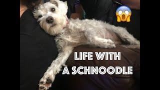 Life with a Schnoodle  part 3