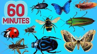 Simple English Insects For Children