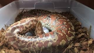 Batik blood python eating a large rat