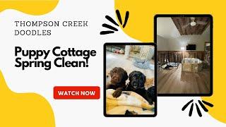 Spring Cleaning the puppy cottage  Goldendoodle puppies graduate to playroom  Day in the life