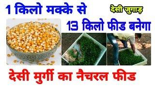 देसी मुर्गी का नैचरल फीड कैसे बनाये  chicken feed