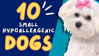 Top 10 Small Hypoallergenic Dogs 101