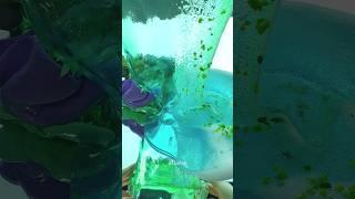 뉴진스 하니 님이 불러 난리난 마츠다 세이코-푸른산호초 액괴슬라임만들기 Making a blue coral reef slime #slime #shorts #short