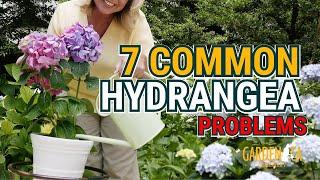 7 Common Hydrangea Problems and How to Avoid Them   Garden Answer