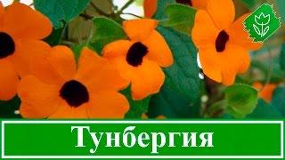 Цветок тунбергия – посадка и уход выращивание тунбергии из семян