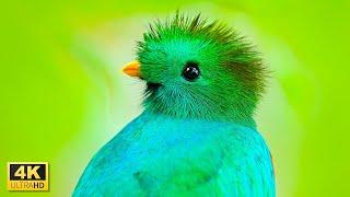 Soothing Bird Sounds and Birds Video in 4K Video Ultra HD with Relaxing Music