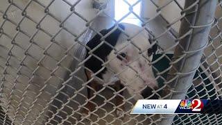 Seminole County animal shelter overcrowded as renovations are underway