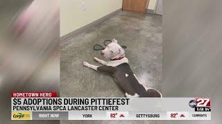 Hometown Heroes $5 adoptions during Pittiefest at PA SPCA Lancaster Center