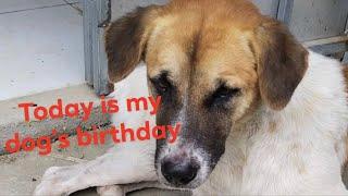 Today is the birthday of a beautiful puppy ask for a greeting. #kimkardashian #MeganFox #margo