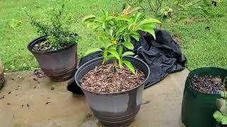 Can you propagate an avocado tree by cutting?