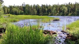 Воньга перед Гагарино  ЖИВОЕ ФОТО Виктора Рогова