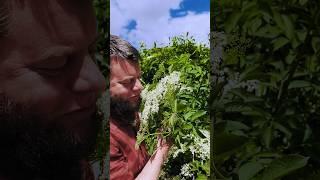 Elderflowers Wild Edible & Medicinal Flowers  #elderflowers #shorts #asmr #foraging