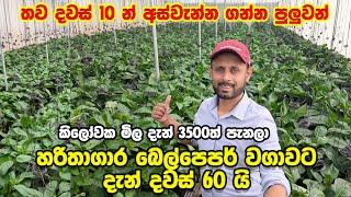 තව දවස් 10යි 3500 ට දෙන්න  බෙල්පෙපර් කඩන්න පුලුවන්  හරිතාගාර බෙල්පෙපර් වගාව  Bell Pepper farming