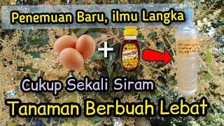 Luar biasa racikan ini sekali siram petani tidak beli pupuk lagi selamanya ..