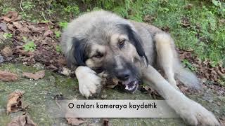 KÖPEKLER NASIL KEMİK YER? - köpek kemik yiyor