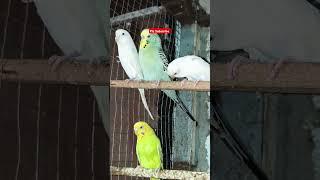 Budgies Enjoying 