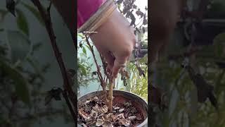 Revive your dried underwatered plant