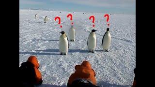 Emperor Penguin observing Humans???