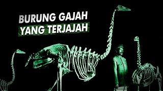 Benarkah Burung Ini Punah Setelah Datangnya Manusia?  Elephant Bird Burung Gajah