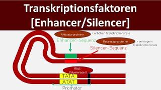 Transkriptionsfaktoren - Enhancer  Silencer Genregulation Eukaryoten - Biologie Oberstufe