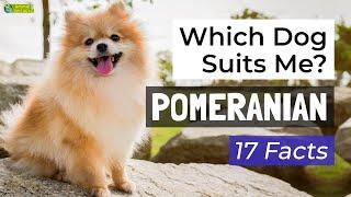 Is a Pomeranian the Right Dog Breed for Me? 17 Facts About Pomeranian Dogs