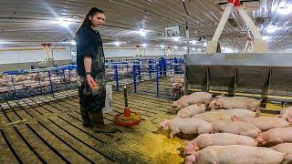 Feeding Piglets