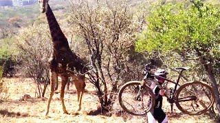 AGGRESSIVE GIRAFFE CHASES CYCLIST IN SOUTH AFRICA