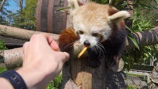 Longleat 2019 - VIP red panda experience