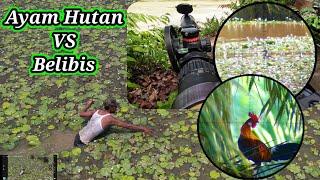 BERBURU AYAM HUTAN SAWIT Part 25  Bonus Point Belibis