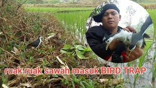 jerat ruak ruak di pinggir kali dan sawah BIRD TRAP MANTAP