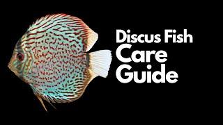 Discus Fish Care Everything You Need To Know