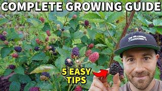 Grow The Most Incredible BLACKBERRIES In 5 Easy Steps