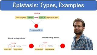 What is Epistasis? Dominant vs Recessive. Examples