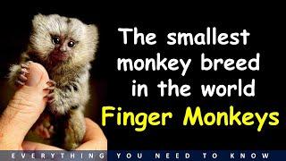 PocketFinger Monkeys - Pygmy marmosets  Knowing & Caring
