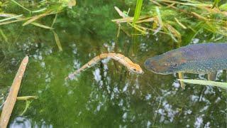 Pike Eat SNAKES Topwater Blow ups