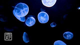 Moon Jellyfish & Healing Music 10 HRS. Floating and Relaxing as BGM change of your mind & body.