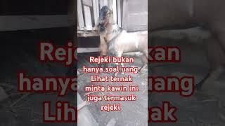 persilangan kambing Jawa randu #proseskambingkawin #shortvideo #hewankawin #goat #youtubeshorts