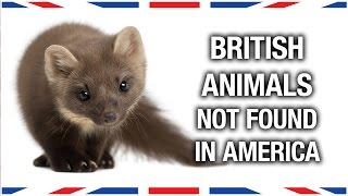 British Animals You Wont Find in America - Anglophenia Ep 27
